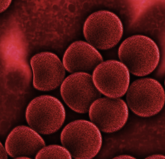 PRP Bild - Blutzellen